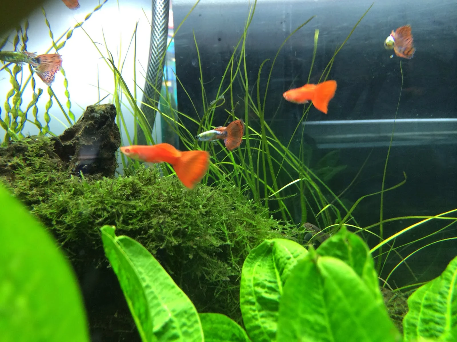 Cá Bảy Màu Guppys