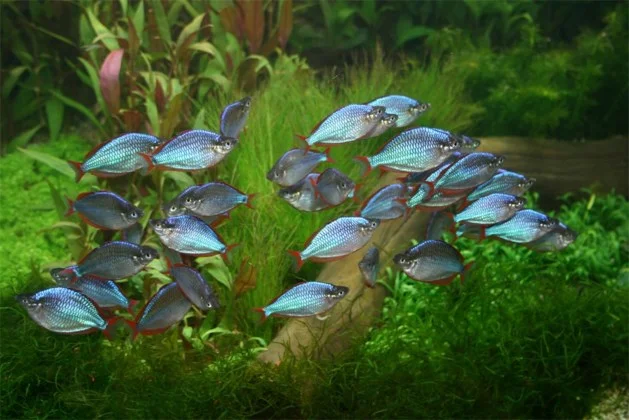 Cá cầu vòng Rainbows