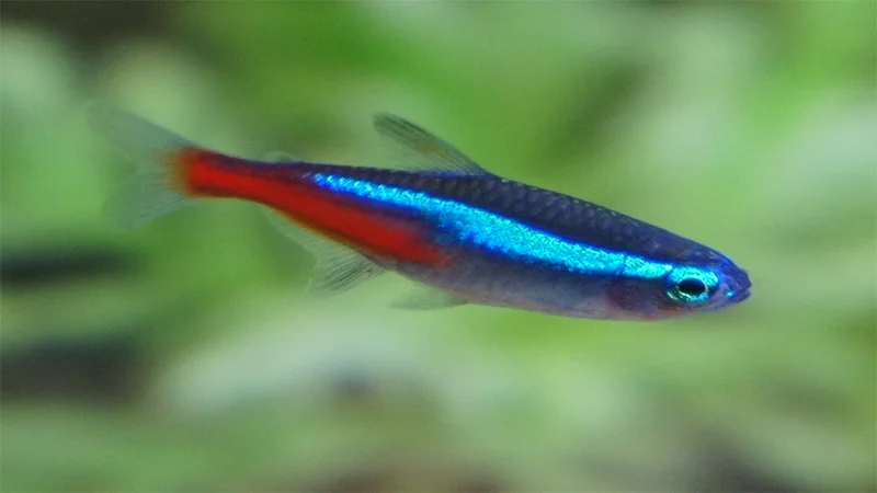 Cá neon xanh Neon Tetras