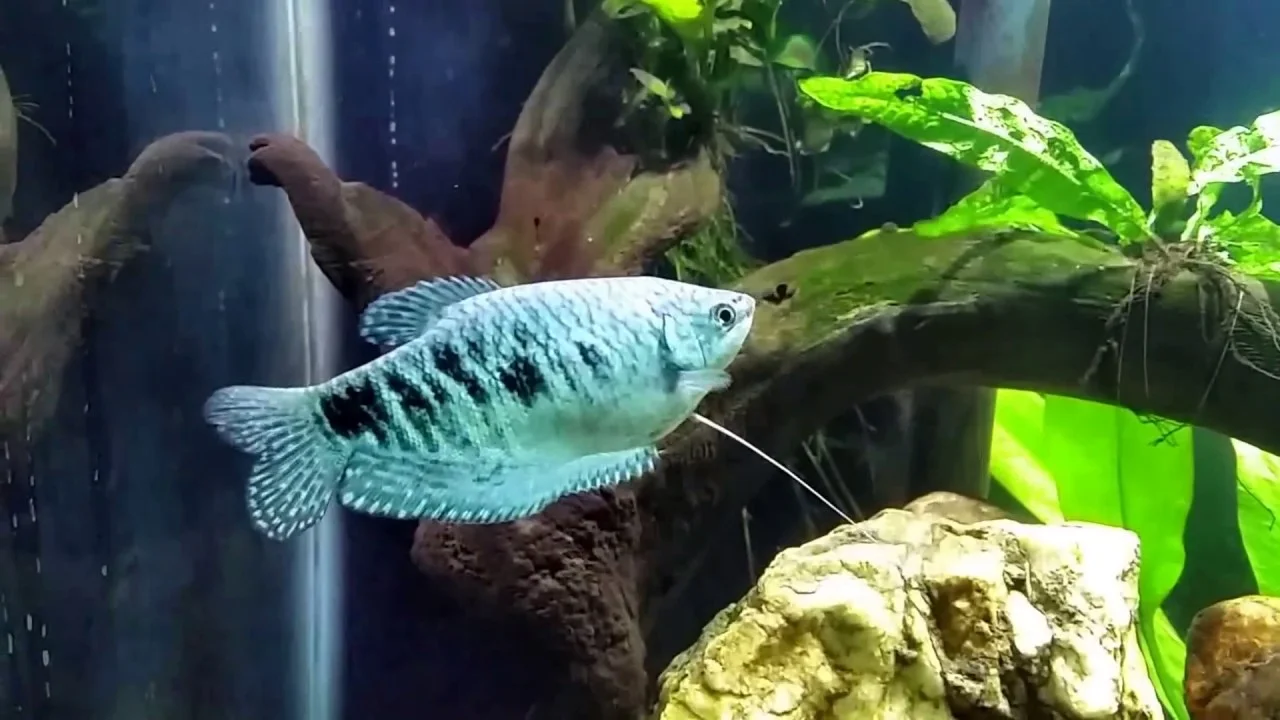 Cá Sặc Gấm Dwarf Gourami
