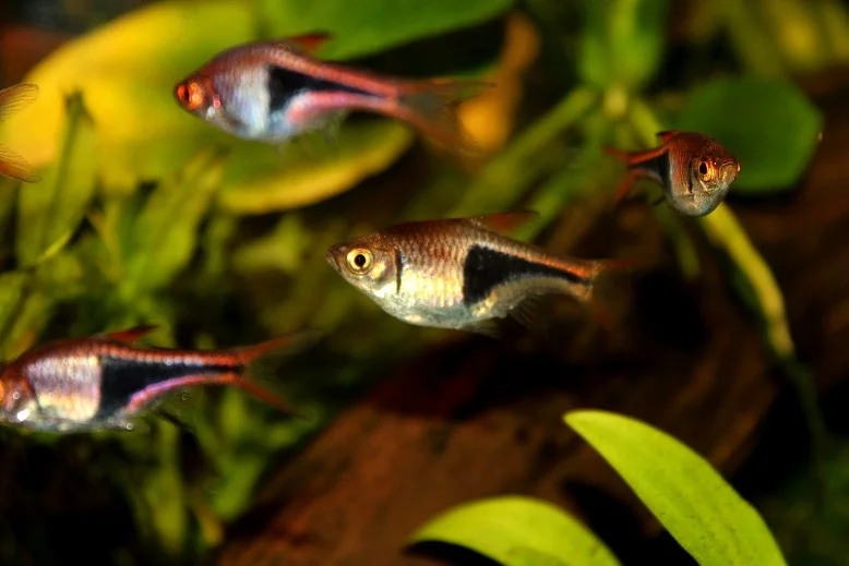 Cá Tam Giác Harlequin Tetras