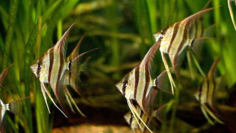 Cá Thần Tiên Angel Fish
