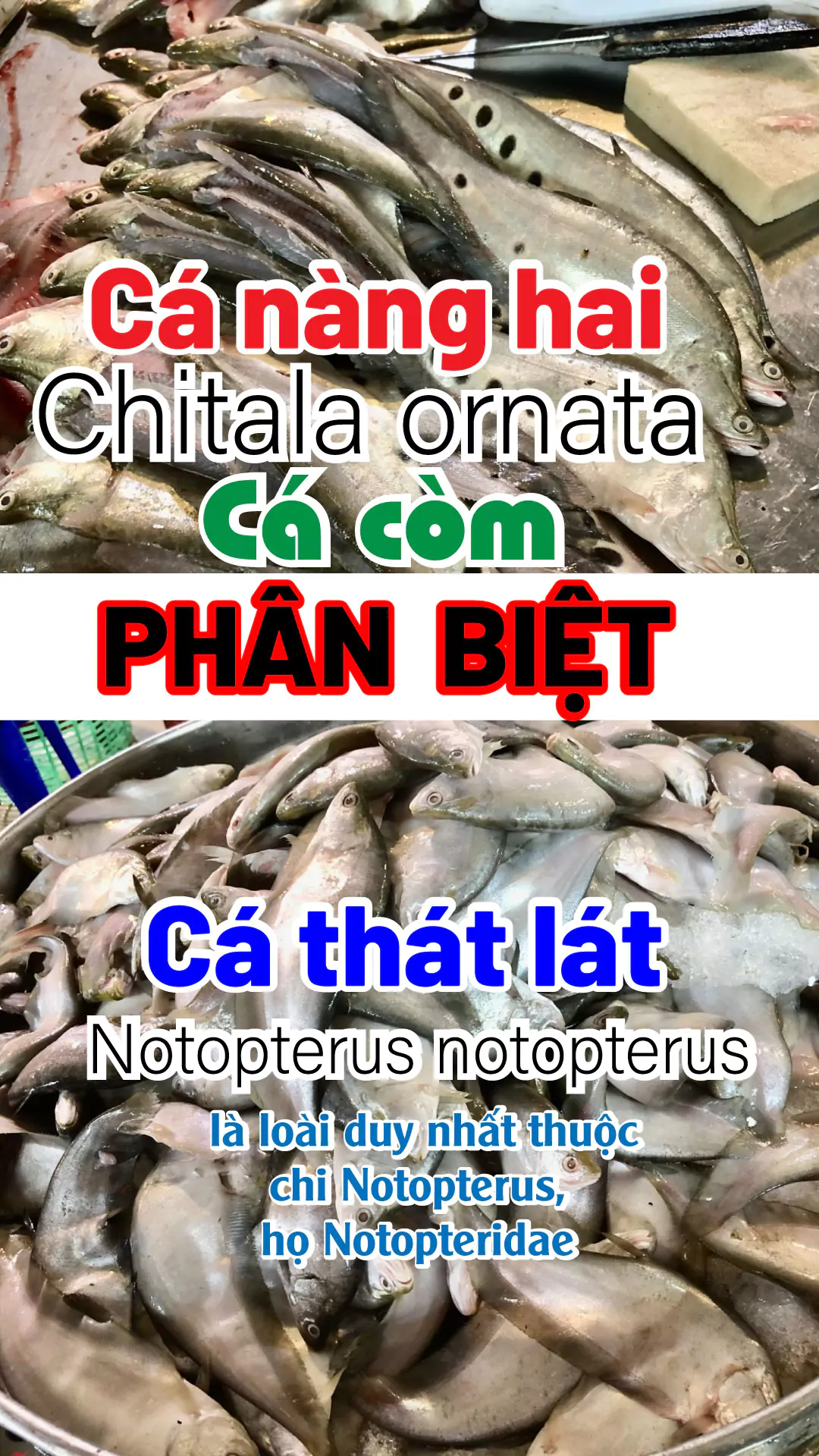 Phân biệt các loại cá thát lát , cá còm, cá nàng hương, cá nàng hai
